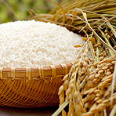 妙高産こしひかり